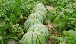 网红大瓜在哪找